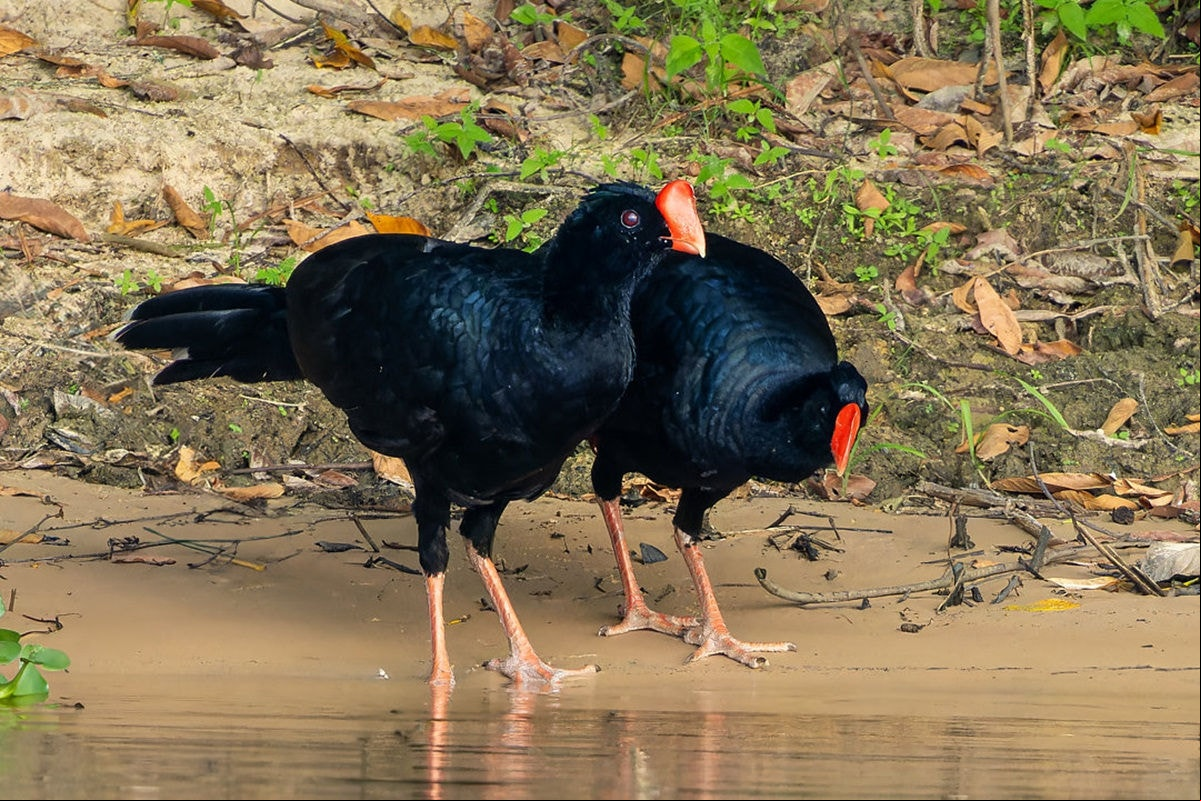 Parque foi fechado após a morte de uma ave da espécie mutum-cavalo (pauxi tuberosa)